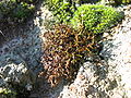 Cetraria aculeata (Schwarzbraune Strauchflechte)