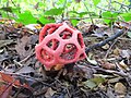 Clathrus ruber P.Micheli ex Pers.