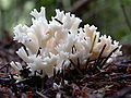 Clavulina coralloides (L.) J.Schröt.