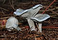 Clitocybe (Trichterlinge)