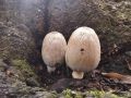 Coprinopsis alopecia (Lasch) La Chiusa & Boffelli<