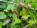 Entoloma (Rötlinge)