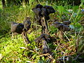 Helvella lacunosa Afzel.