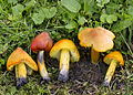 Hygrocybe (Saftlinge)