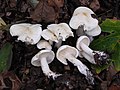 Hygrophorus (Schnecklinge)