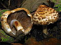 Inocybe (Risspilze)