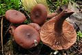 Lactarius (Milchlinge)