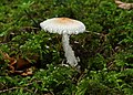 Lepiota clypeolaria (Bull.) P.Kumm.