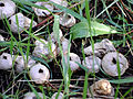 Lycoperdon (Stäublinge)