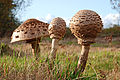 Macrolepiota (Riesenschirmlinge)