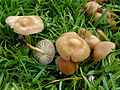 Marasmius oreades (Bolton) Fr.