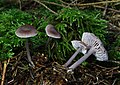 Mycena (Helmlinge)