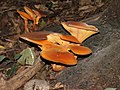 Omphalotus olearius (DC.) Singer