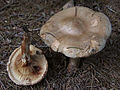 Paxillus involutus (Batsch) Fr.