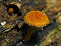 Phaeomarasmius erinaceus (Fr.) Scherff. ex Romagn.