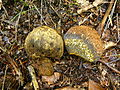 Pisolithus arhizus (Scop.) Rauschert