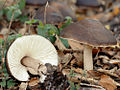 Pluteus cervinus (Schaeff.) P.Kumm.