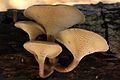 Polyporus arcularius (Batsch) Fr.