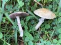 Psilocybe coronilla (Bull.) Noordel.