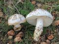 Saproamanita Redhead, Vizzini, Drehmel & Contu, 2016