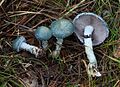 Stropharia (Träuschlinge)