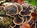 Trametes versicolor (L.) Lloyd