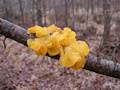 Tremella mesenterica (Goldgelber Zitterling)