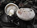 Tricholoma (Ritterlinge)