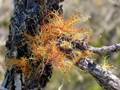 Usnea rubicunda