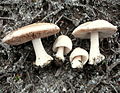 Volvariella gloiocephala (DC.) Boekhout & Enderle