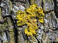 Xanthoria parietina (Gewöhnliche Gelbflechte)