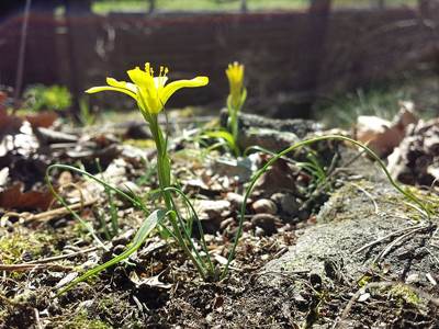 Gagea bohemica (Böhmen-Gelbstern, Felsen-Gelbstern)