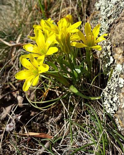 Gagea bohemica (Böhmen-Gelbstern, Felsen-Gelbstern), Urheber: Stefan.lefnaer, Wikimedia, CC BY-SA 4.0 Gagea bohemica (Böhmen-Gelbstern, Felsen-Gelbstern)