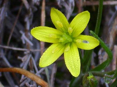 Gagea elliptica