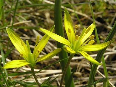 Gagea pratensis (Wiesen-Gelbstern, Blüte)