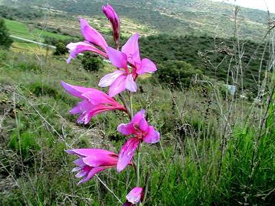 Italienische Gladiole