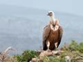 Gyps fulvus (Gänsegeier)