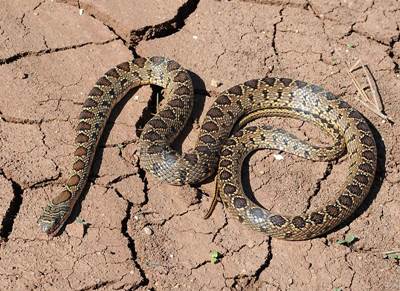 Hufeisennatter (Hemorrhois hippocrepis)