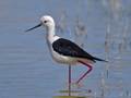 Himantopus himantopus (Stelzenläufer)