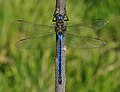 Anax imperator Leach, 1815