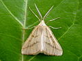 Aspitates ochrearia (Rossi, 1794)