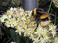 Bombus terrestris (Linnaeus, 1758)