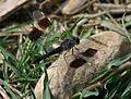 Brachythemis impartita Karsch, 1890