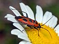 Calocoris nemoralis (Fabricius, 1787)