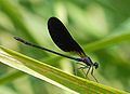 Calopteryx Leach, 1815