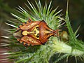 Carpocoris mediterraneus Tamanini, 1958