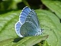 Celastrina argiolus (Linnaeus, 1758)