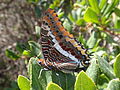 Charaxes jasius (Linnaeus, 1767)