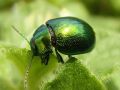 Chrysolina herbacea (Duftschmid, 1825)