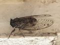 Cicada Linnaeus, 1758